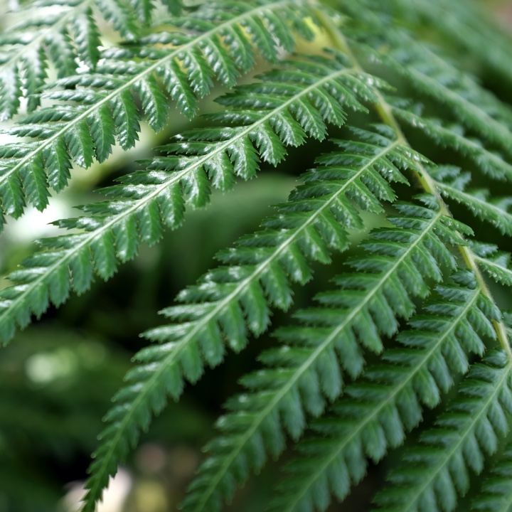A fern front.