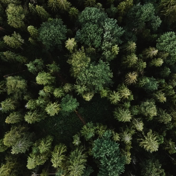Pine trees viewed from above.
