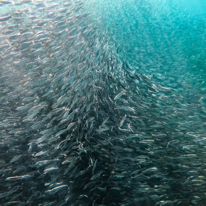 Fish swimming in formation.